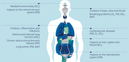 A diagram of the human body highlights various health impacts caused by air pollutants, with labels pointing to affected organs and systems. Each health effect is associated with specific pollutants:
Head:
Headache and anxiety (Sulphur Dioxide – SO₂)
Impacts on the central nervous system (Particulate Matter – PM)

Eyes, Nose, Throat:
Irritation of eyes, nose and throat

Respiratory System:
Breathing problems (Ozone – O₃, PM, Nitrogen Dioxide – NO₂, Benzo[a]pyrene – BaP)
Irritation, inflammation and infections
Asthma and reduced lung function (NO₂)
Chronic obstructive pulmonary disease (PM)
Lung cancer (PM, BaP)
Cardiovascular System:

Cardiovascular diseases (PM, O₃, SO₂)
Internal Organs:
Impacts on liver, spleen and blood (NO₂)
Impacts on the reproductive system (PM)
The diagram visually communicates how different pollutants affect various parts of the body, emphasising the widespread health risks associated with air pollution.